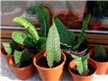 Streptocarpus